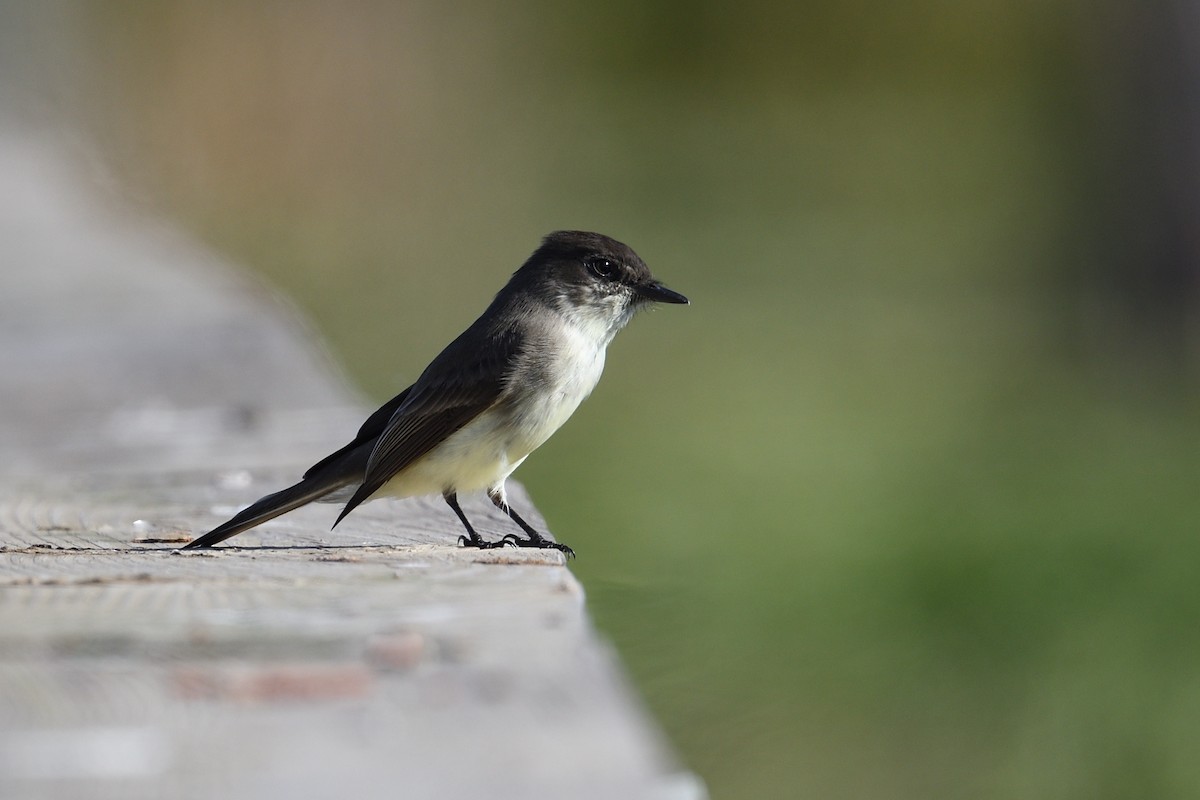 Eastern Phoebe - ML645706873