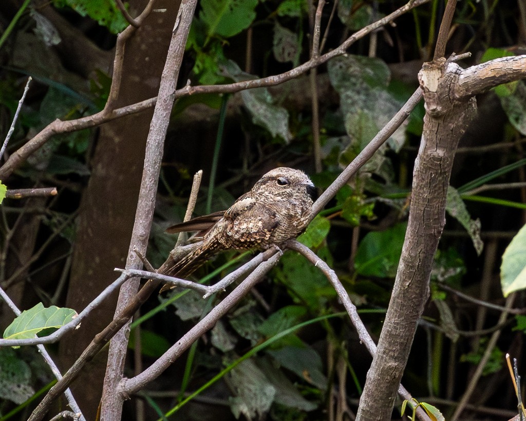 Ladder-tailed Nightjar - ML645706876