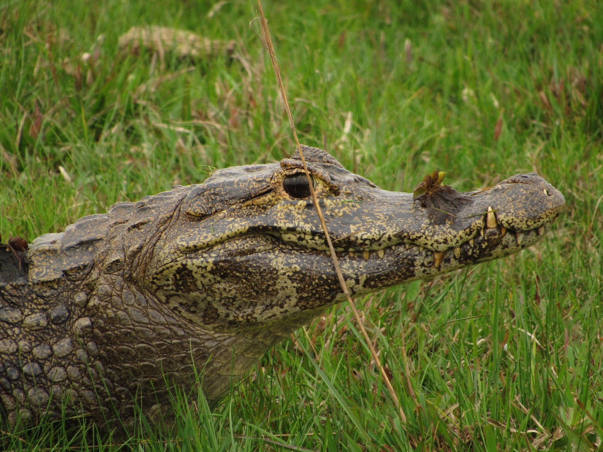 Yacare Caiman - ML645706886