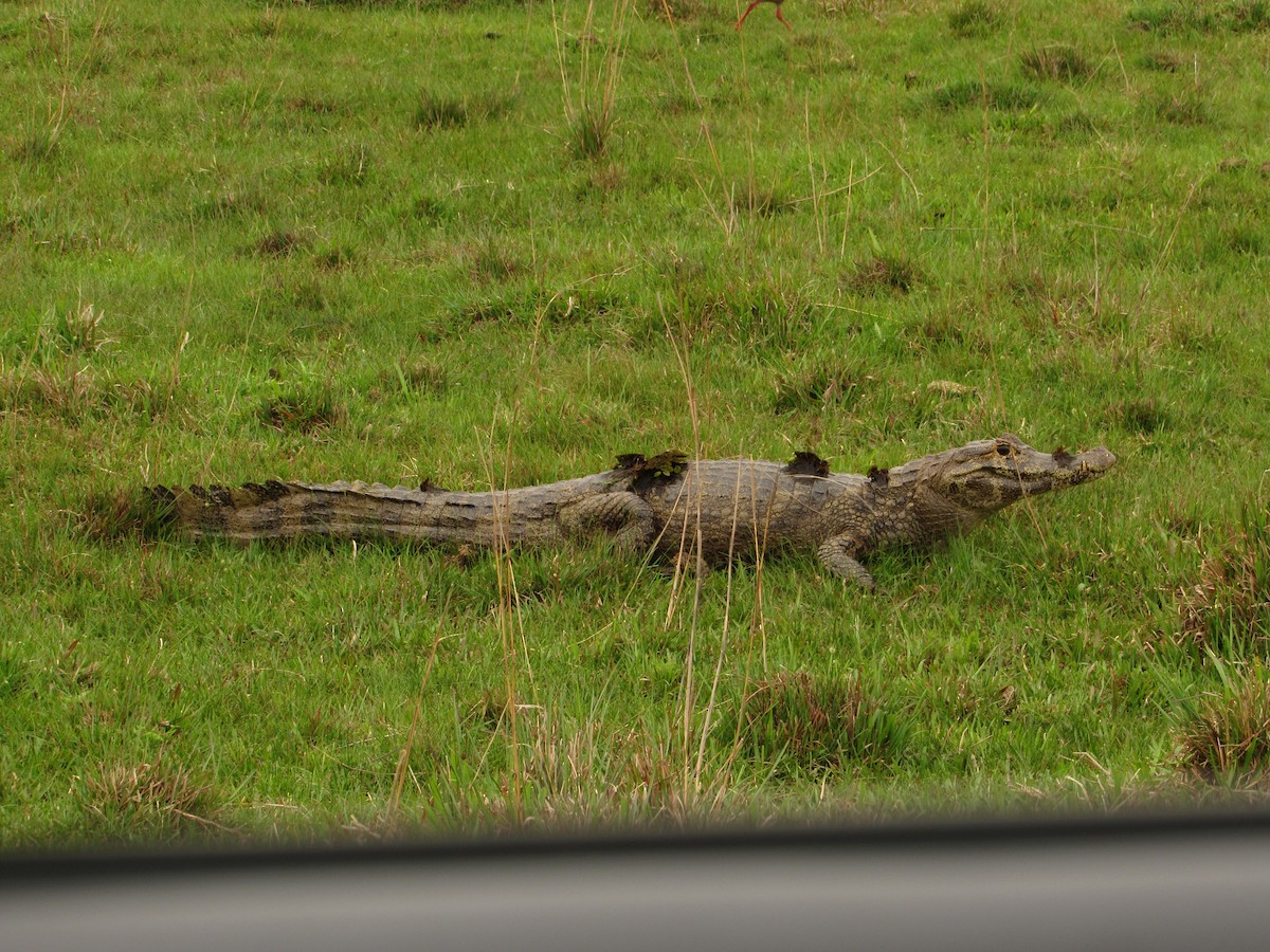 Yacare Caiman - ML645706887