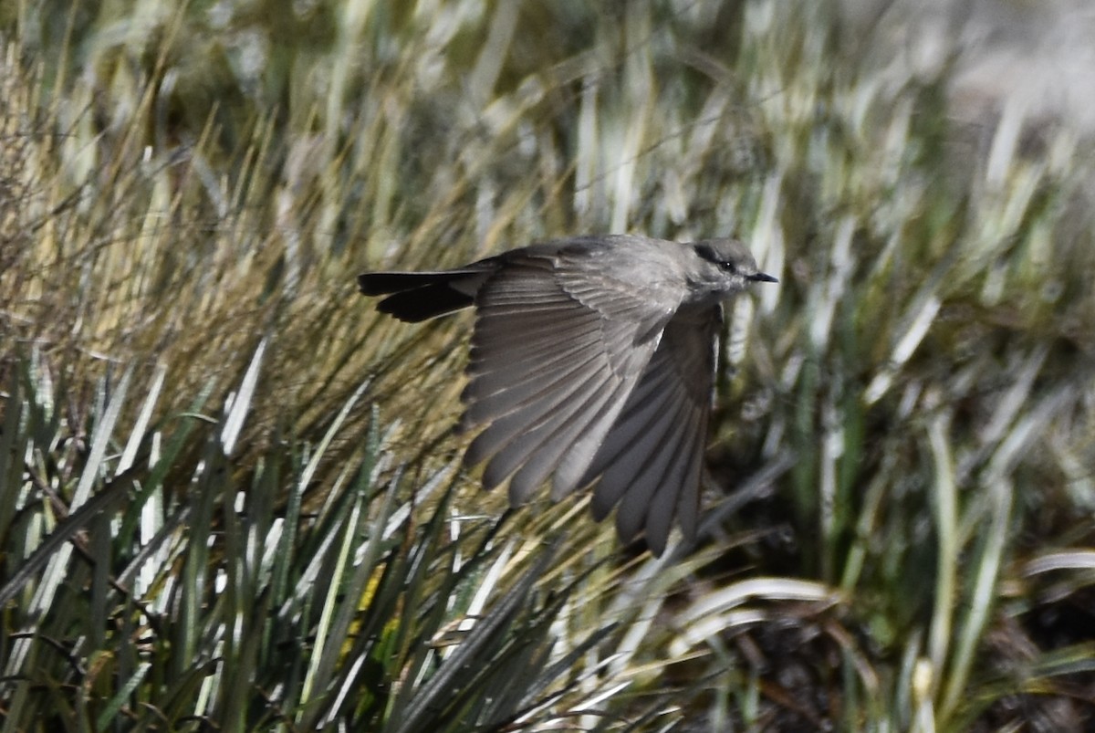 Taczanowski's Ground-Tyrant - ML645706890