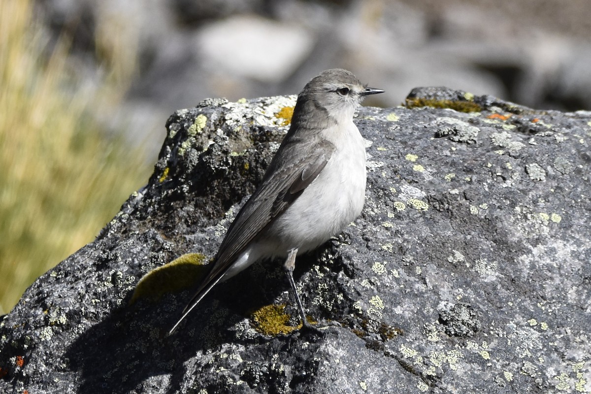 Taczanowski's Ground-Tyrant - ML645706891