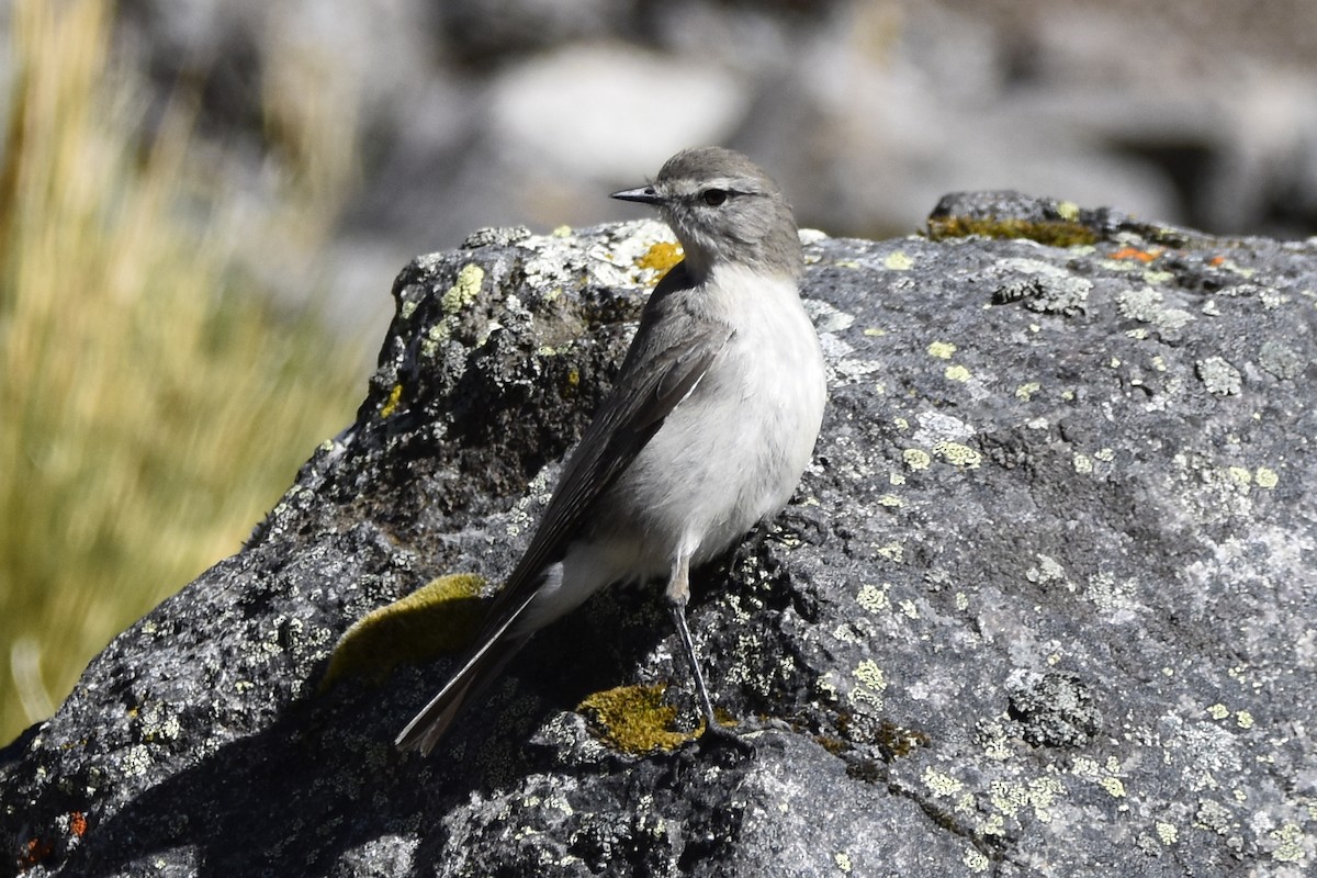 Taczanowski's Ground-Tyrant - ML645706892