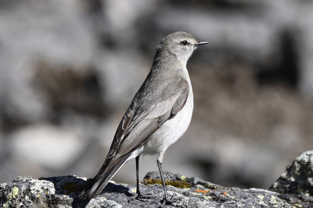 Taczanowski's Ground-Tyrant - ML645706893