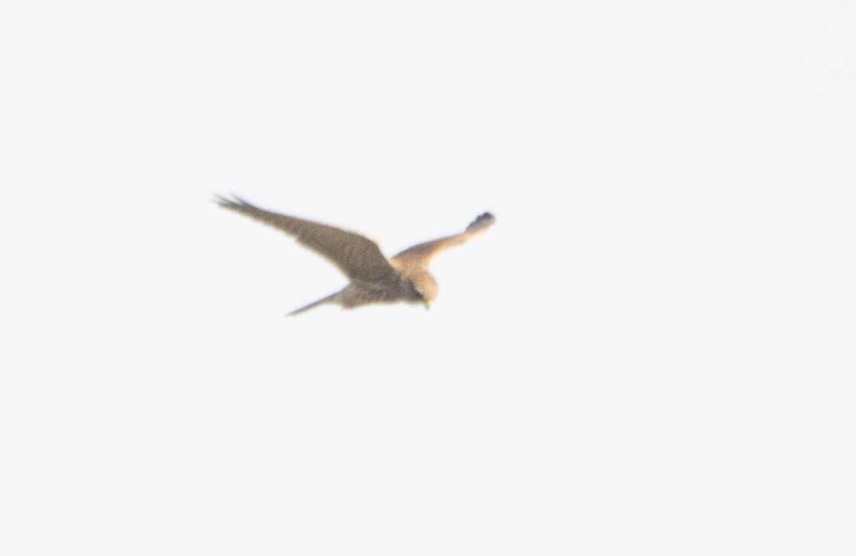 Eurasian Kestrel - ML645706894
