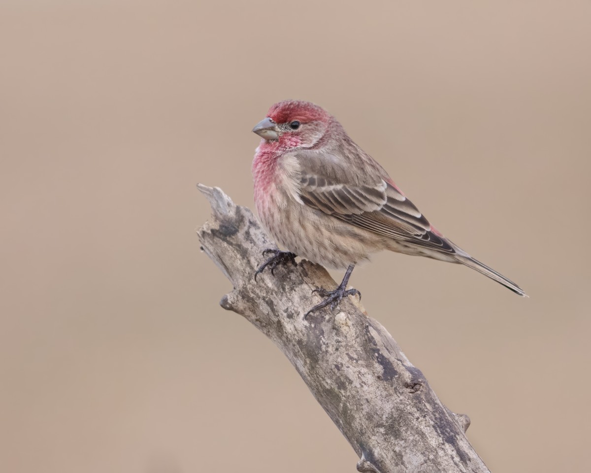 Roselin familier - ML645706897