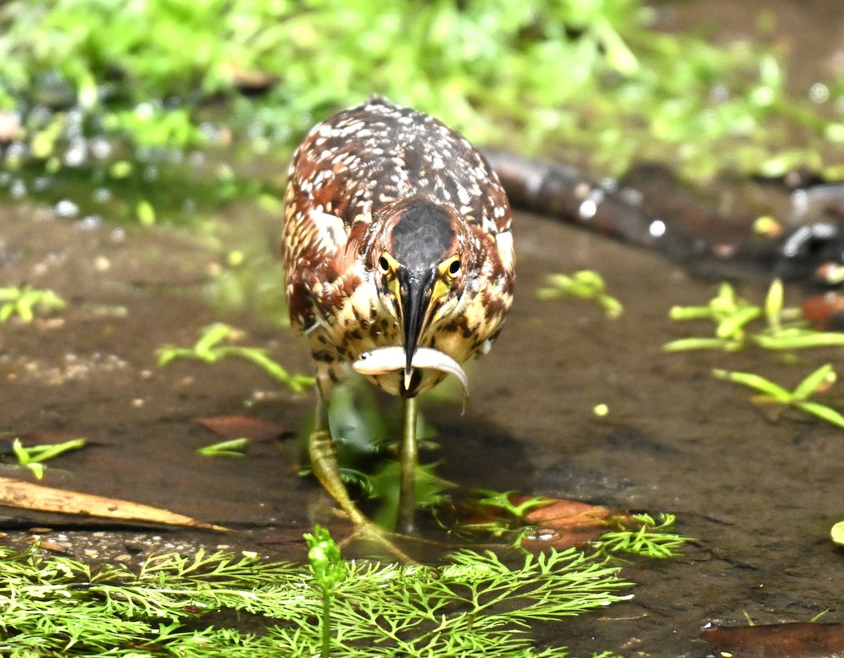 אנפית מזרחית - ML645706898