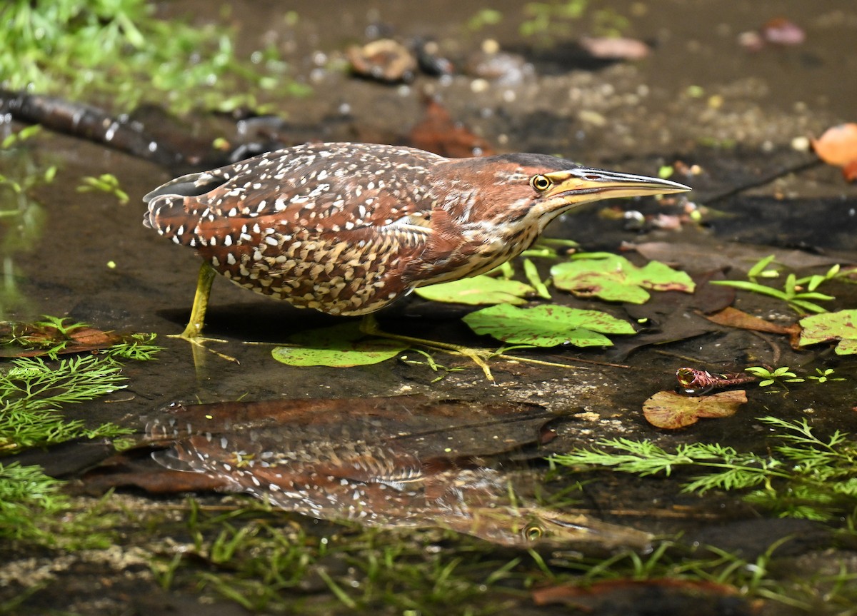 אנפית מזרחית - ML645706899