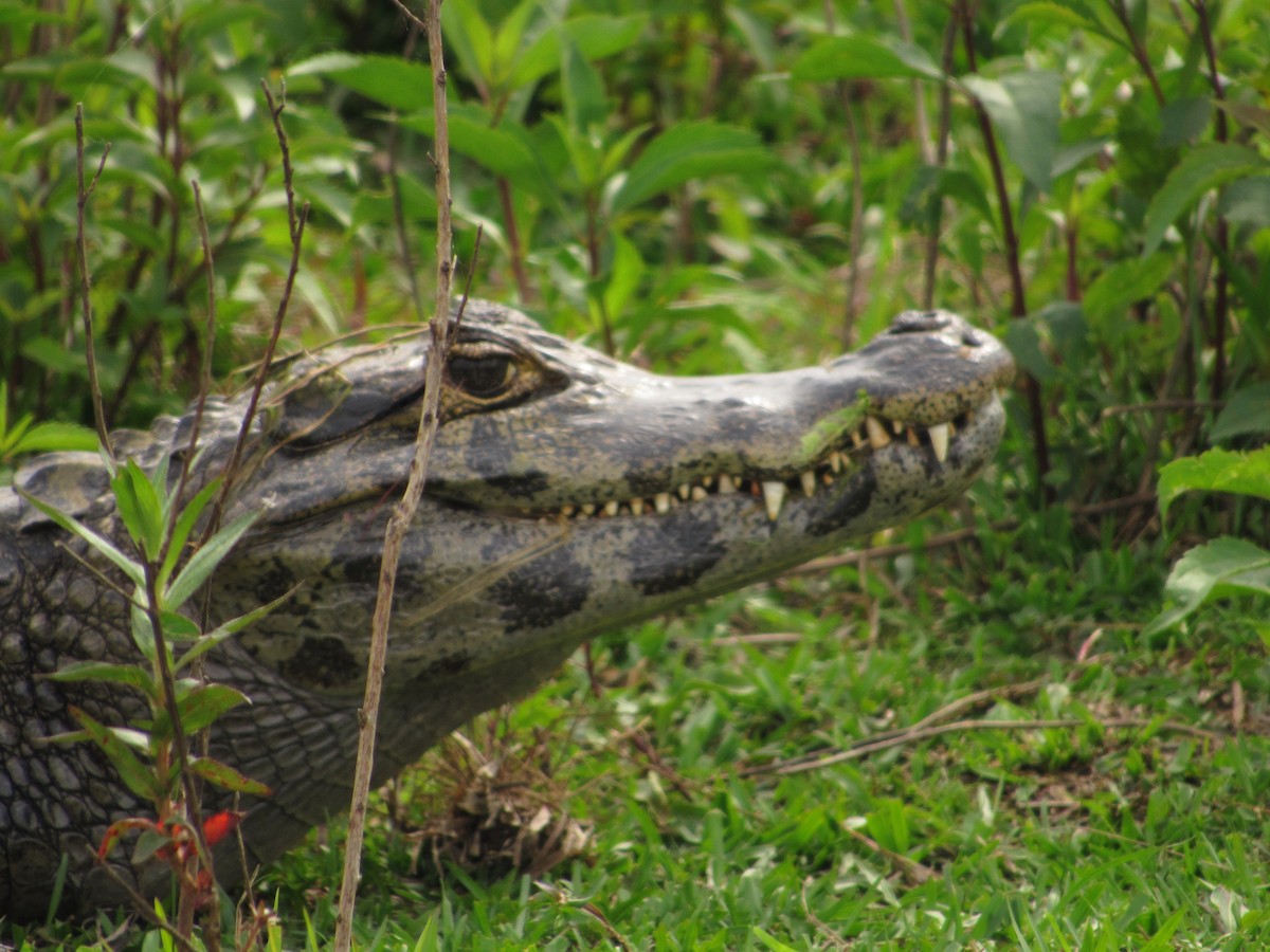 Broad-snouted Caiman - ML645706900