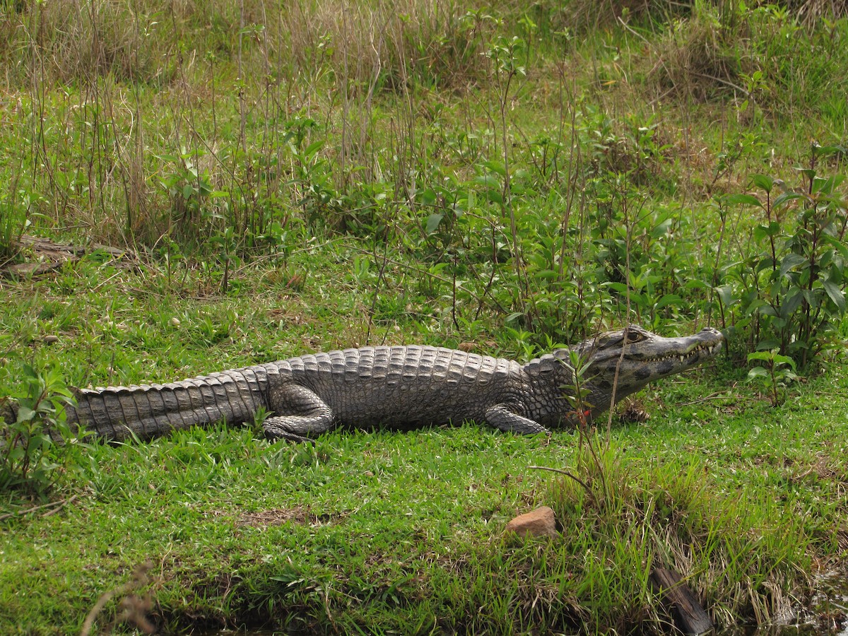 Broad-snouted Caiman - ML645706901