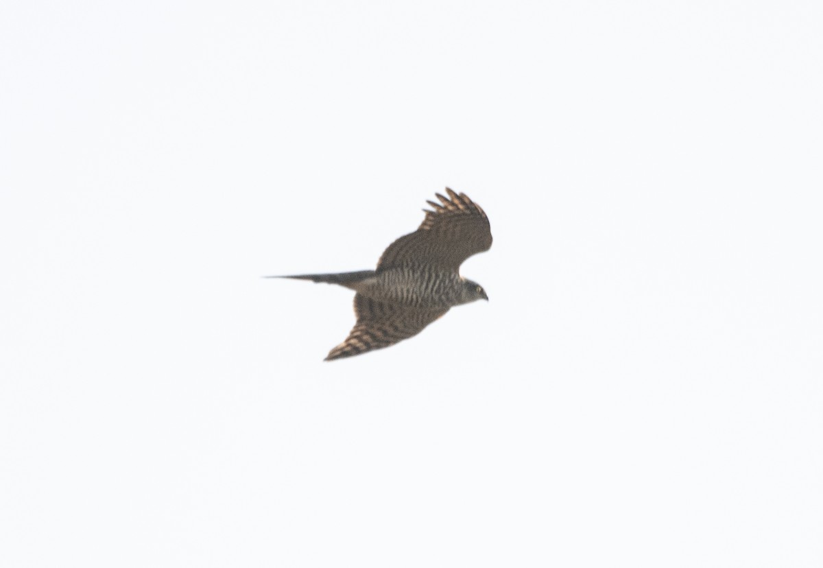 Eurasian Sparrowhawk - ML645706907