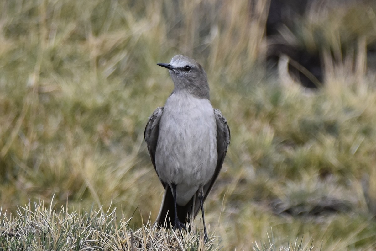 White-fronted Ground-Tyrant - ML645706918