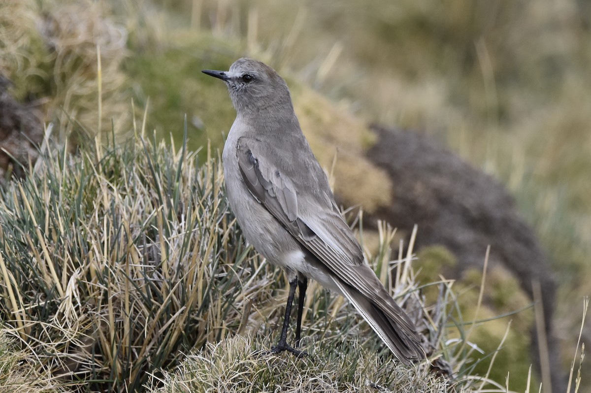 White-fronted Ground-Tyrant - ML645706919