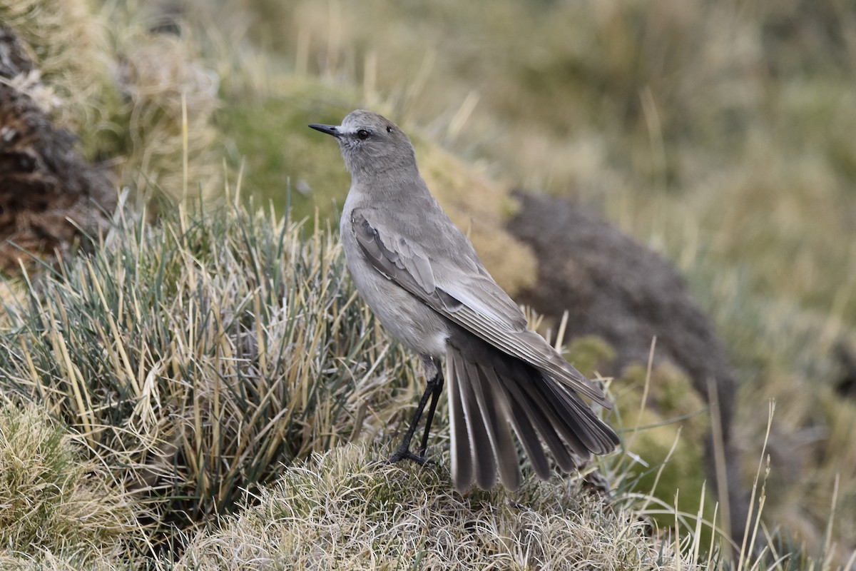 White-fronted Ground-Tyrant - ML645706920