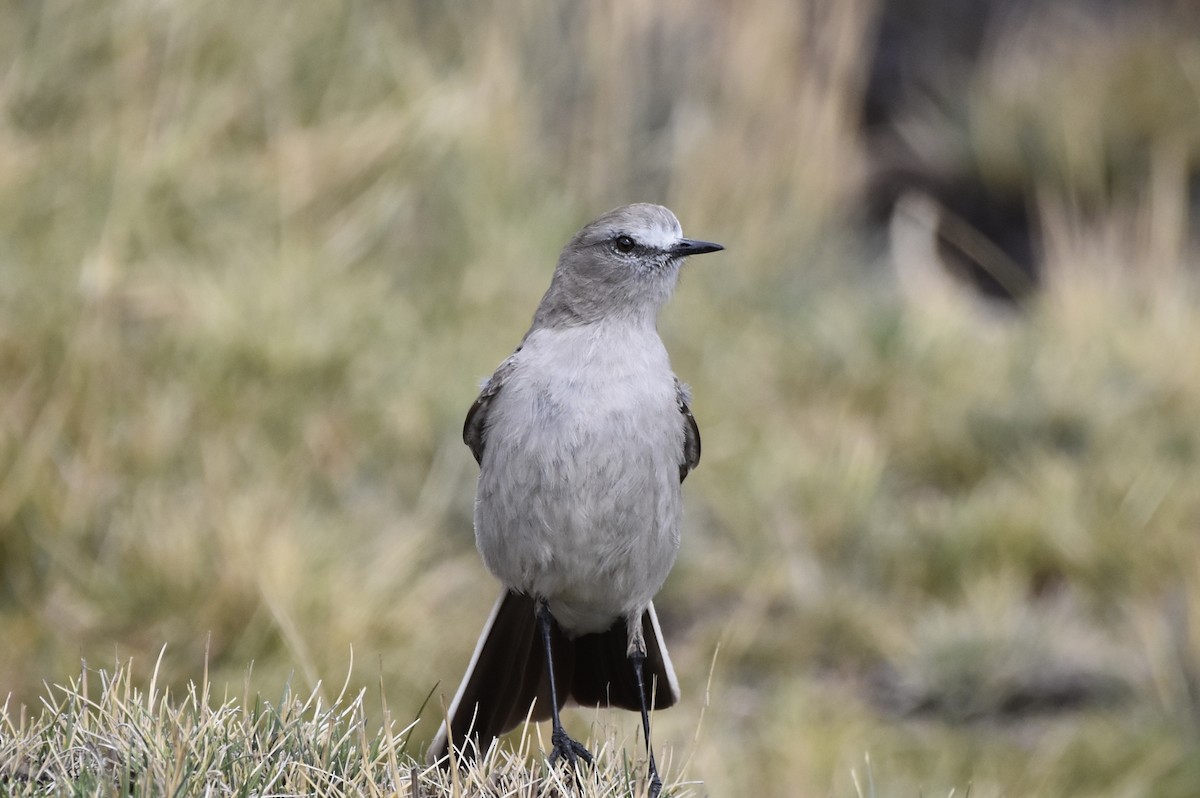 White-fronted Ground-Tyrant - ML645706921