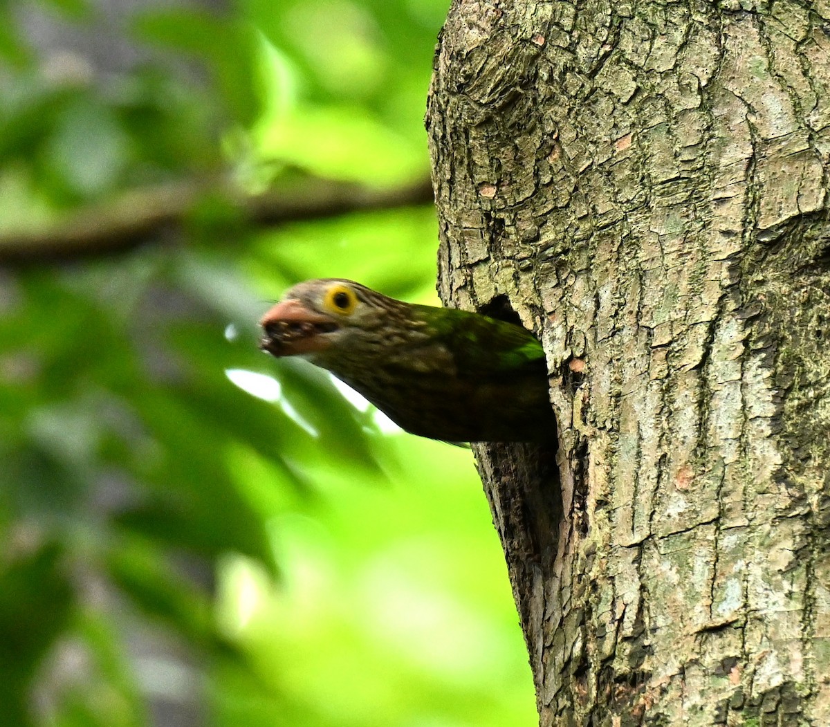 Lineated Barbet - ML645706925