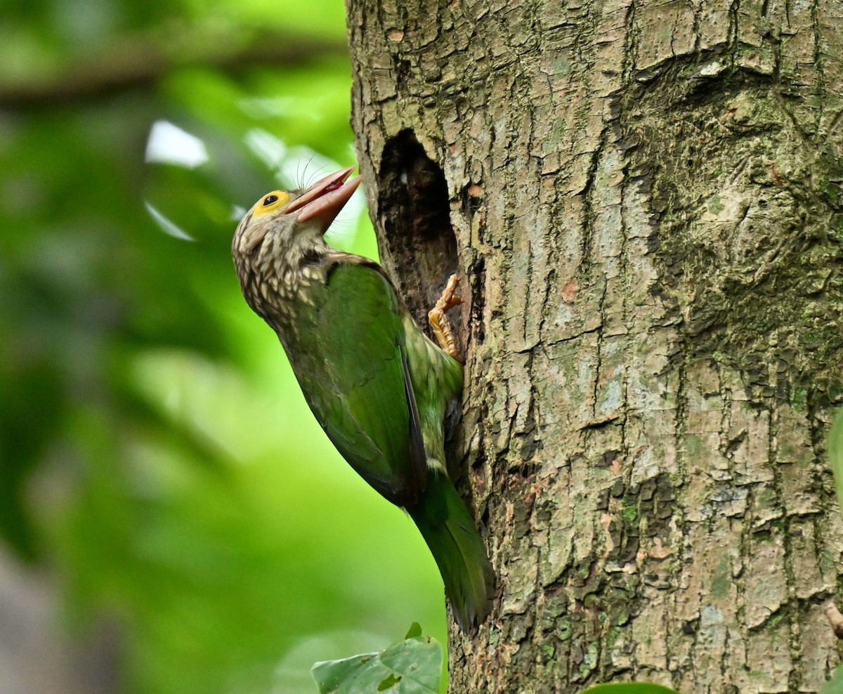 Lineated Barbet - ML645706926