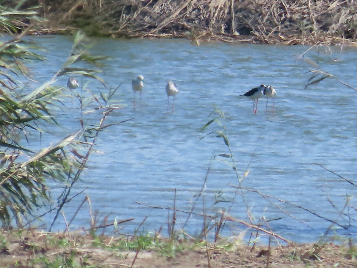 高蹺鴴 - ML645706930