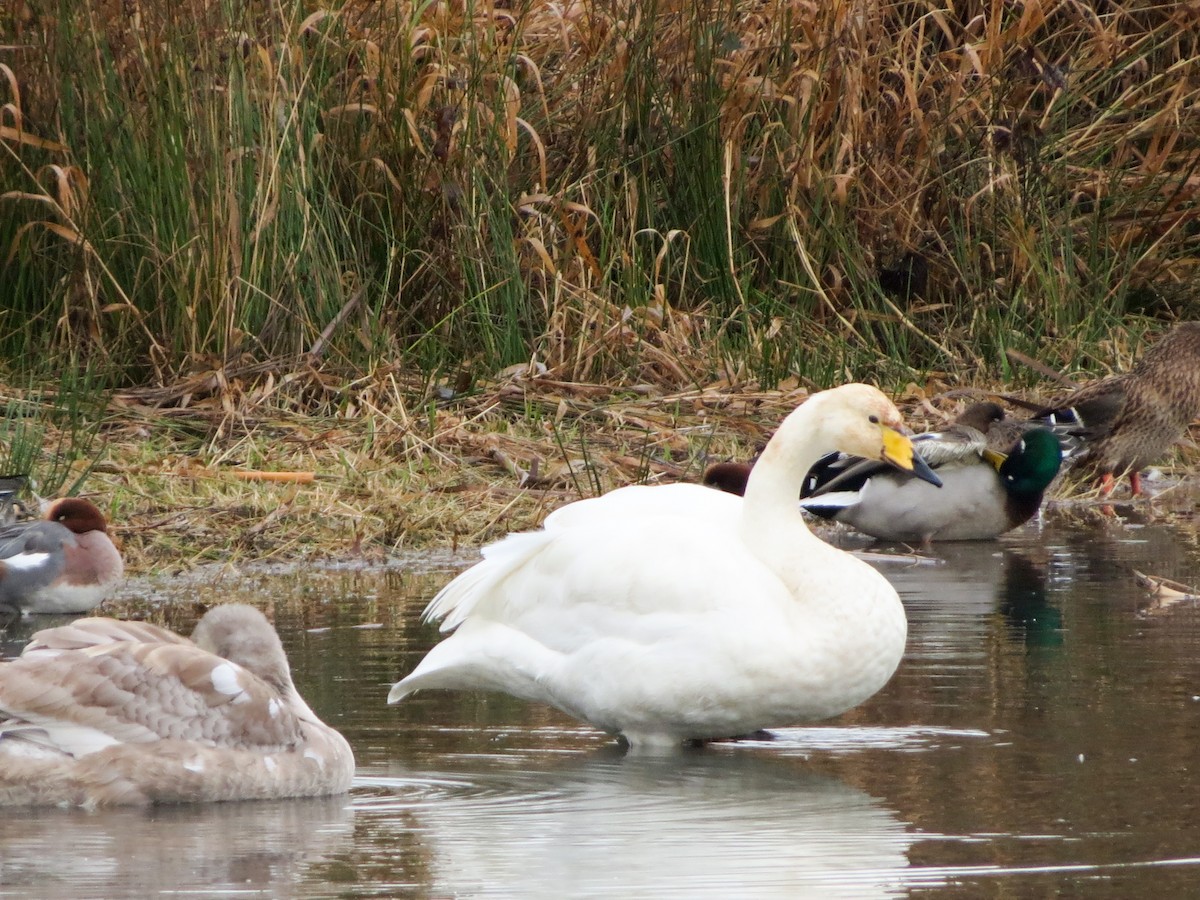 Whooper Swan - ML645706932