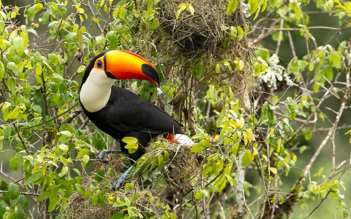 Toco Toucan - ML645706934