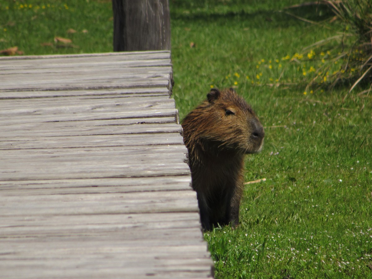 Capybara - ML645706938