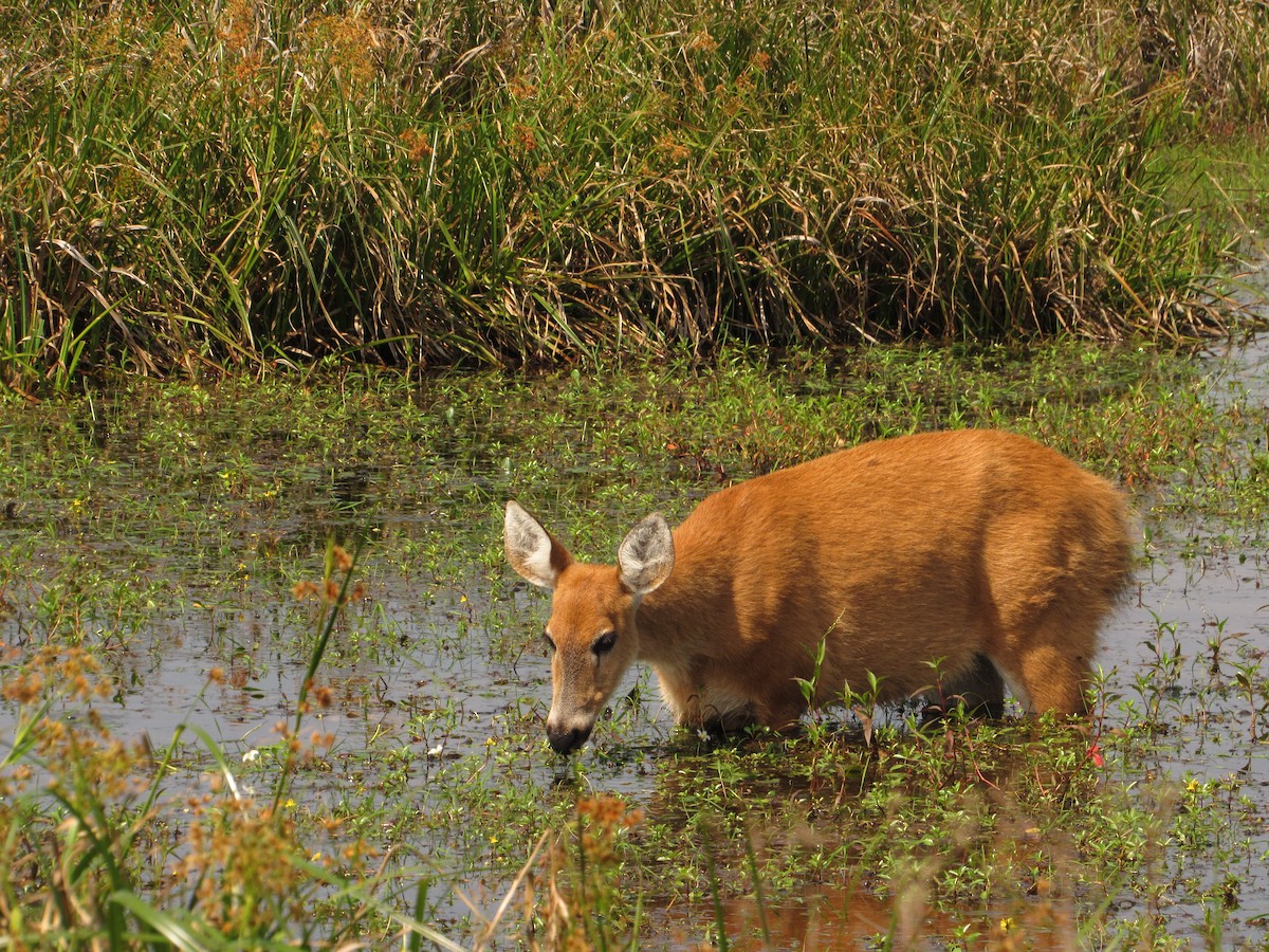 Marsh Deer - ML645706939