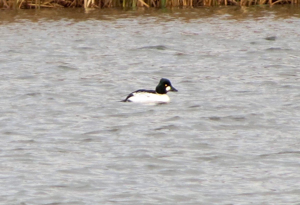 Common Goldeneye - ML645706941