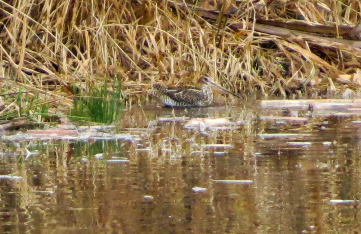 Common Snipe - ML645706952