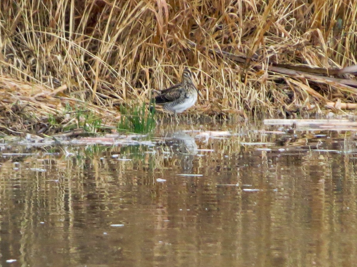 Common Snipe - ML645706953