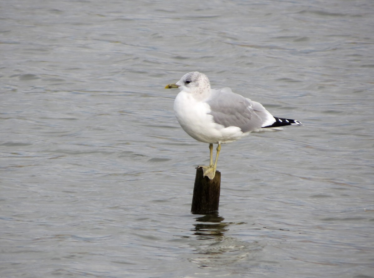 Common Gull - ML645706963