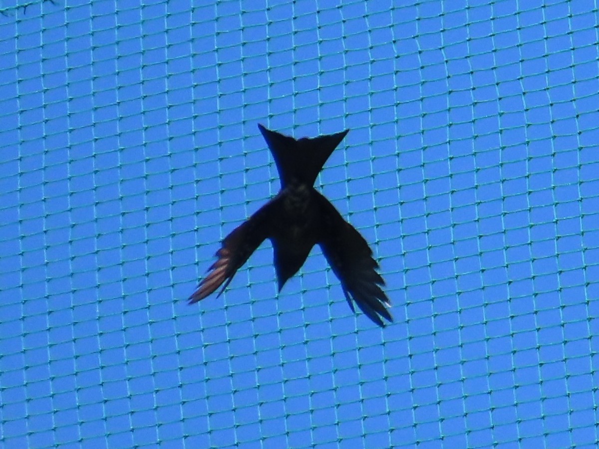 drongo černý - ML645706964