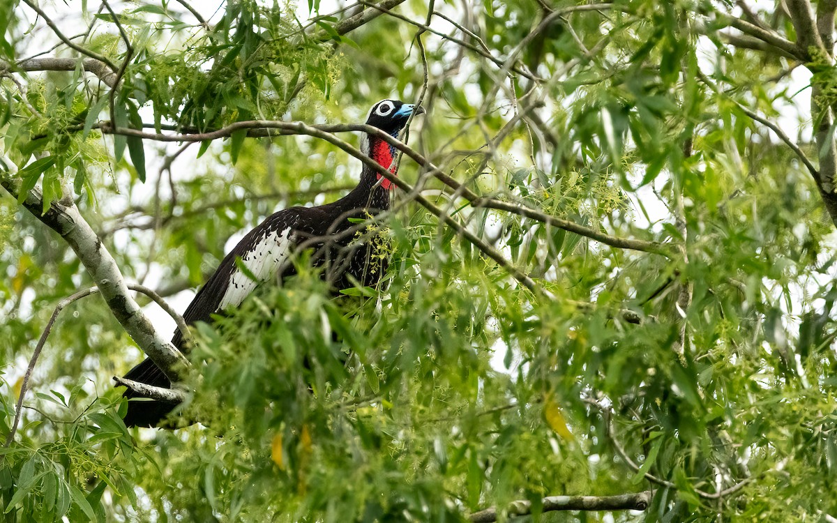 Black-fronted Piping-Guan - ML645706970