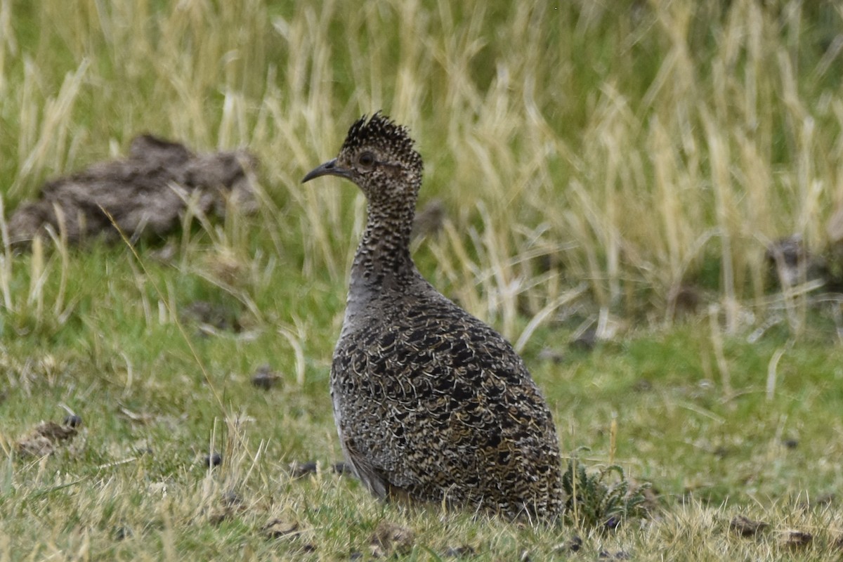 Ornate Tinamou - ML645706989