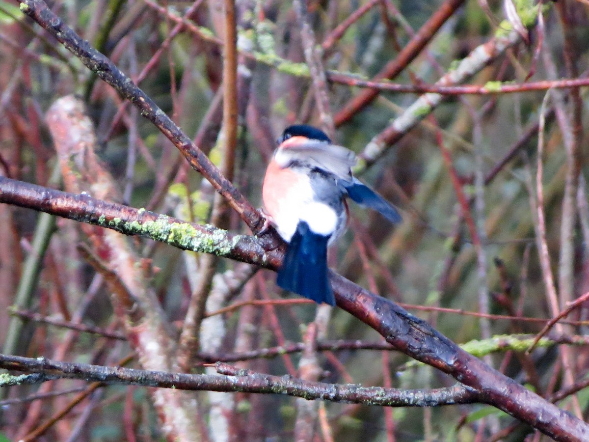 Eurasian Bullfinch - ML645706990
