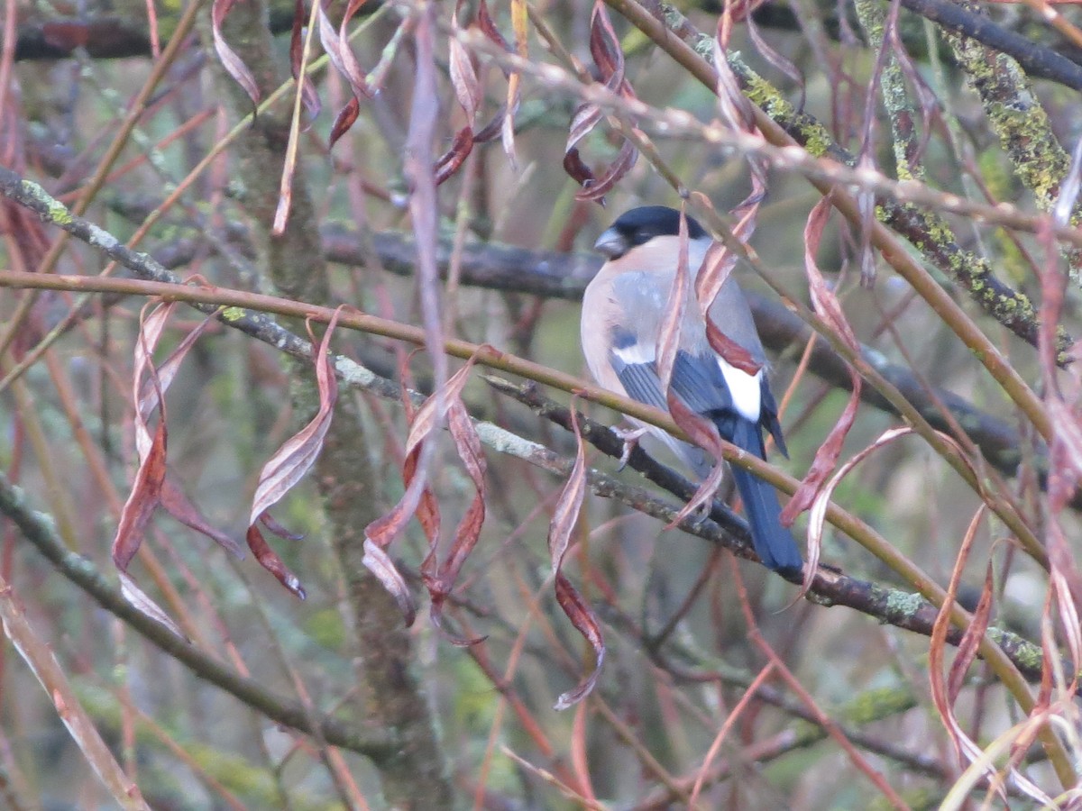 Eurasian Bullfinch - ML645706991