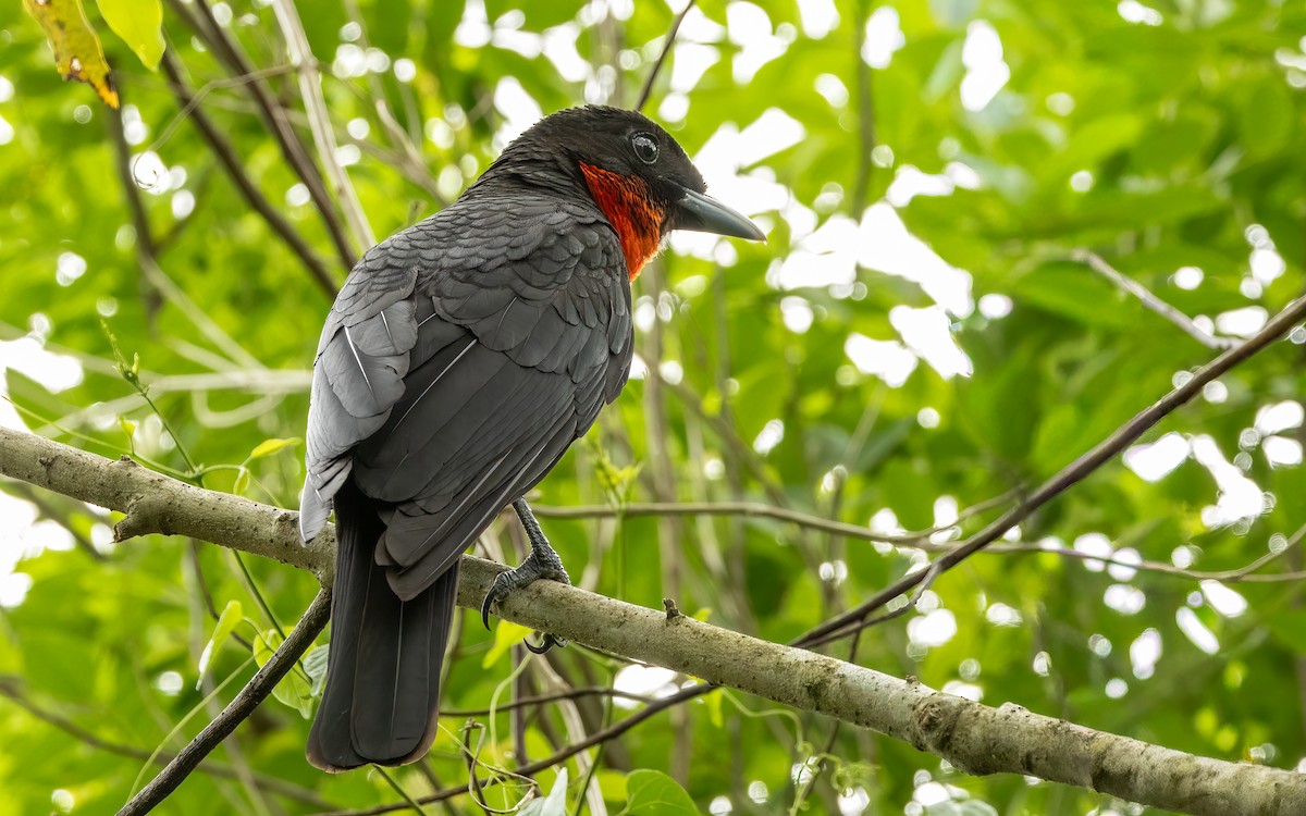 Red-ruffed Fruitcrow - ML645706992
