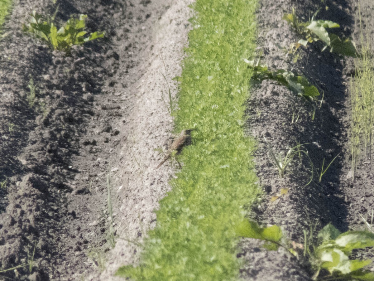 Щеврик гірський - ML645706994