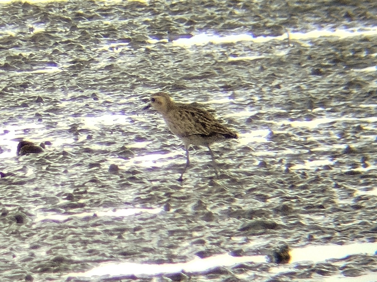 Сивка бурокрила - ML645706995