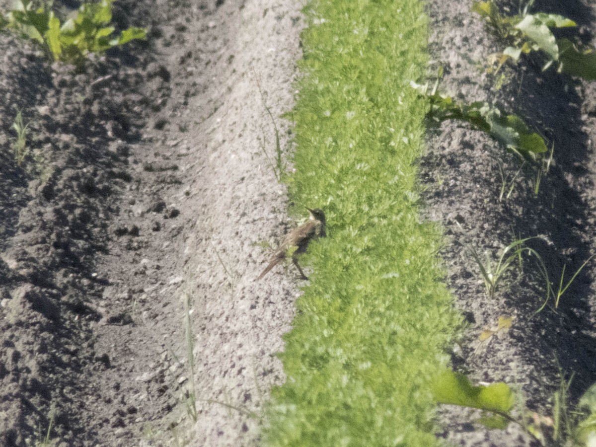 Щеврик гірський - ML645706999