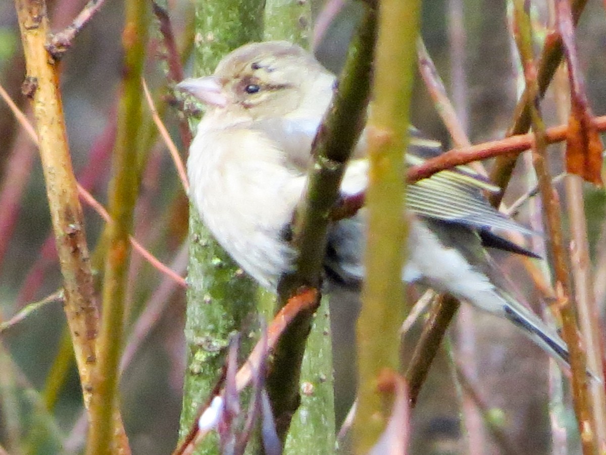 Зяблик звичайний - ML645707000