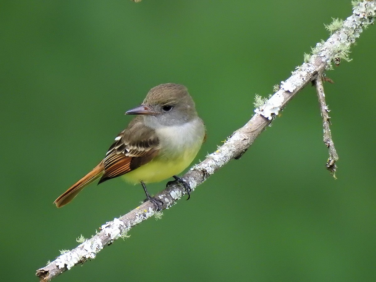 Копетон чубатий - ML645707002