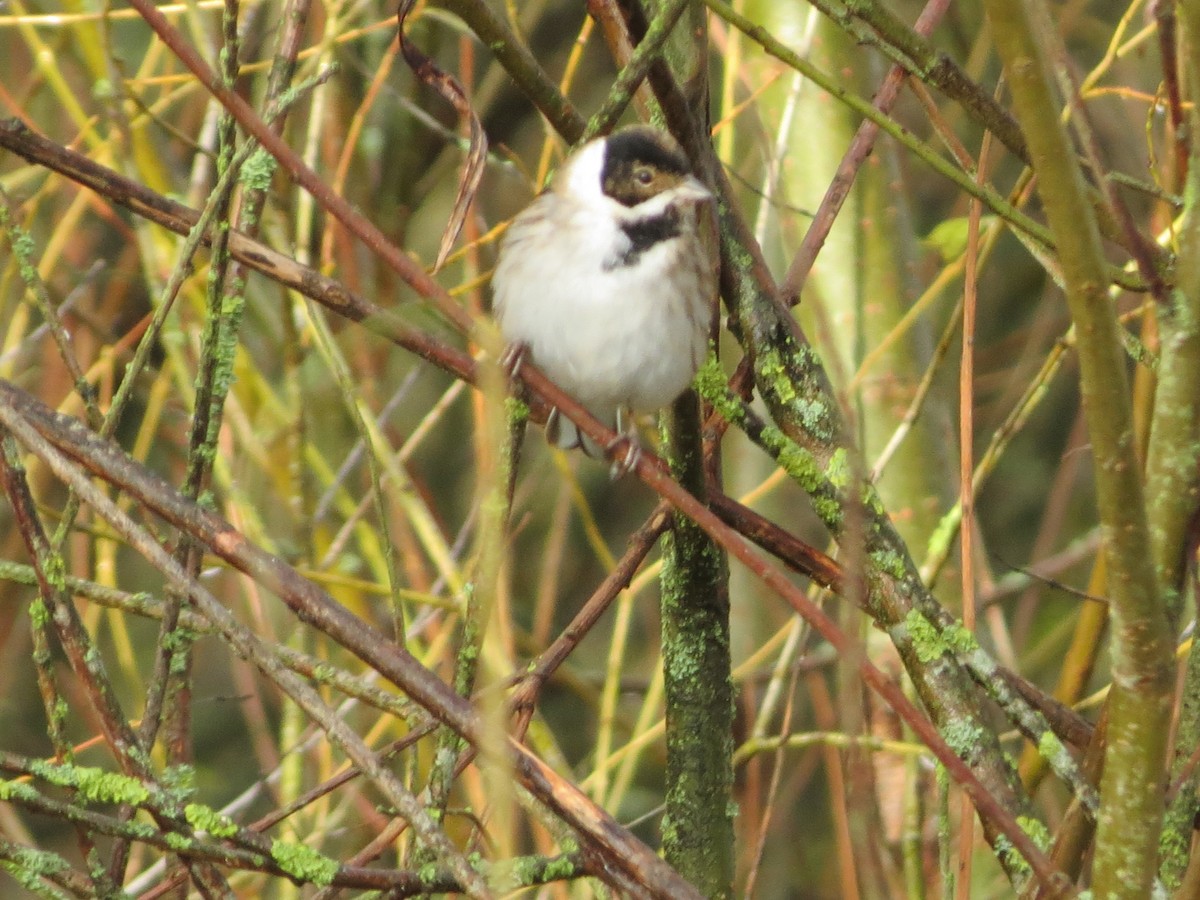 Вівсянка очеретяна - ML645707003