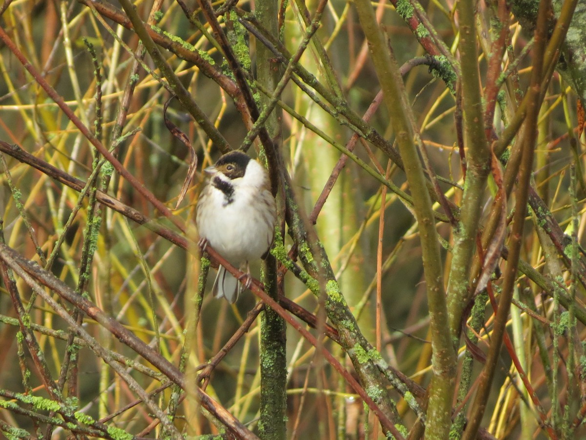 Вівсянка очеретяна - ML645707004