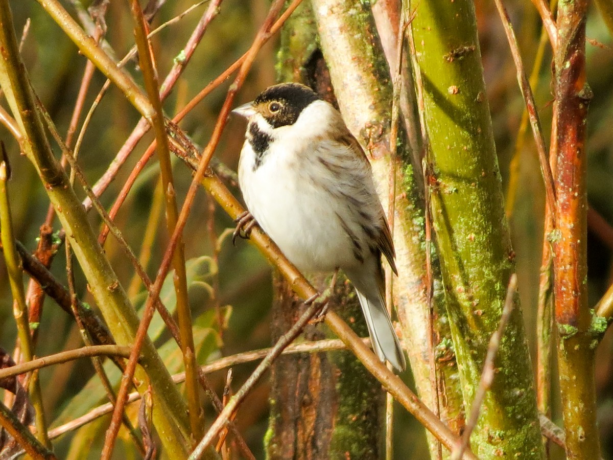 Вівсянка очеретяна - ML645707005