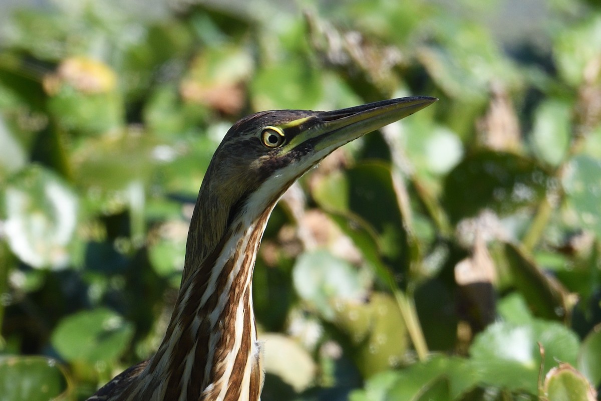Бугай американський - ML645707006