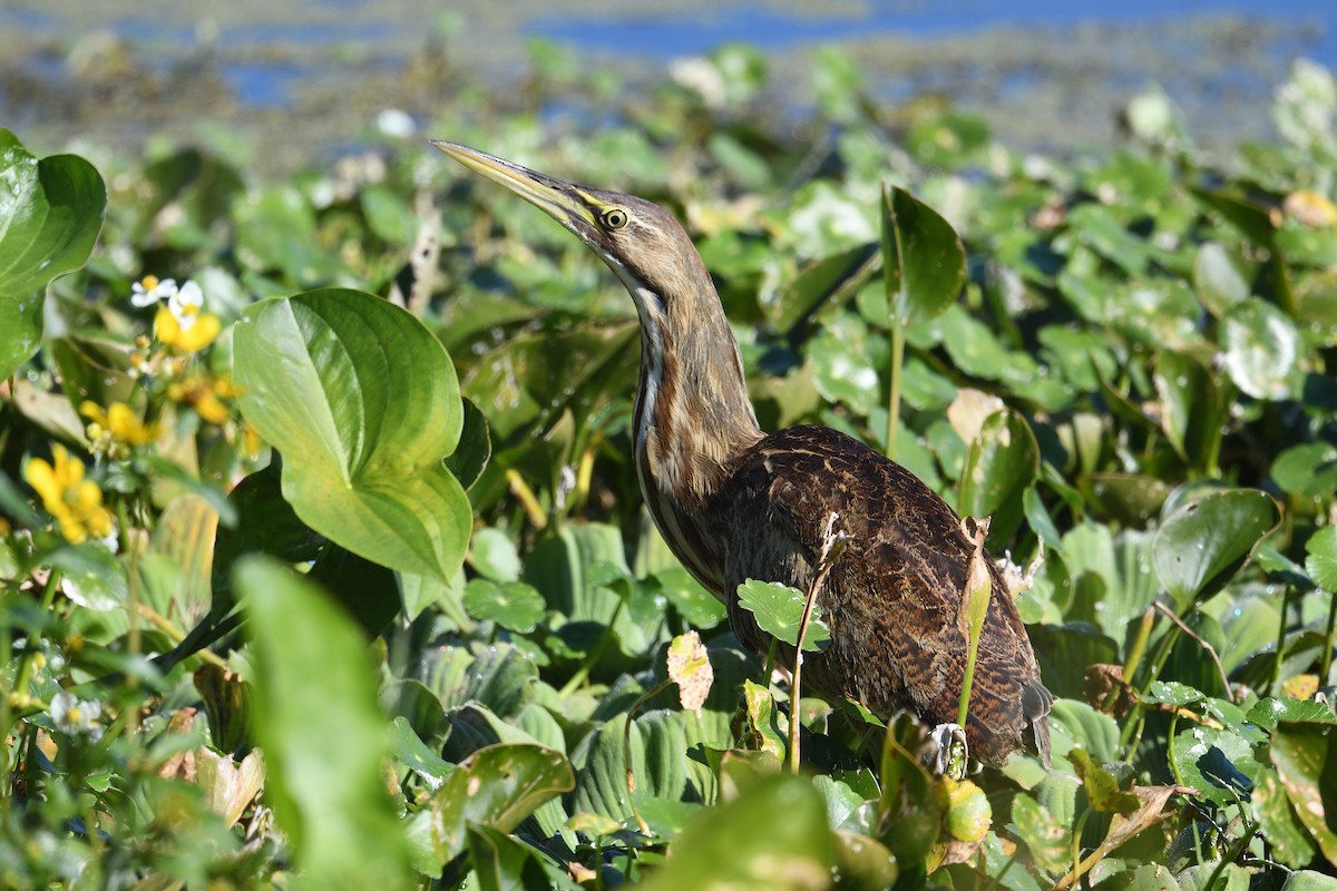 Бугай американський - ML645707008