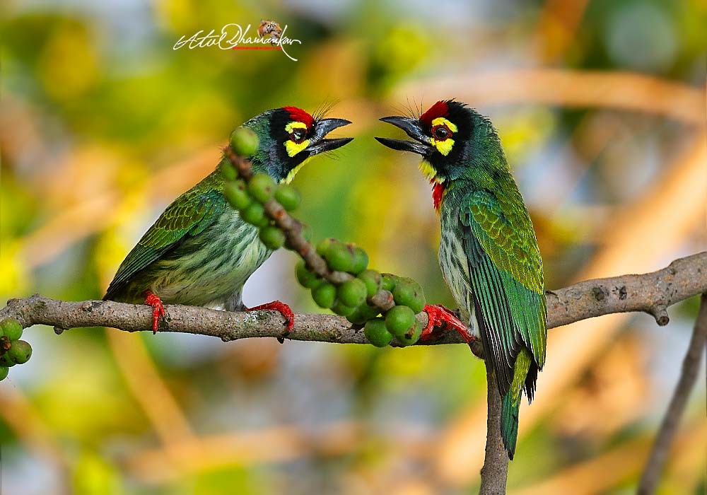 Бородастик червоноголовий - ML645707009