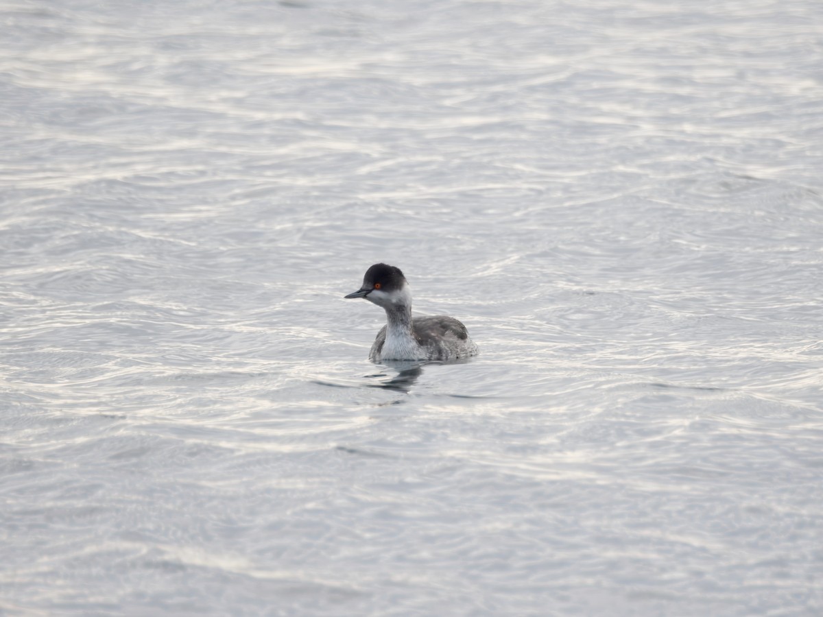 Пірникоза чорношия - ML645707011