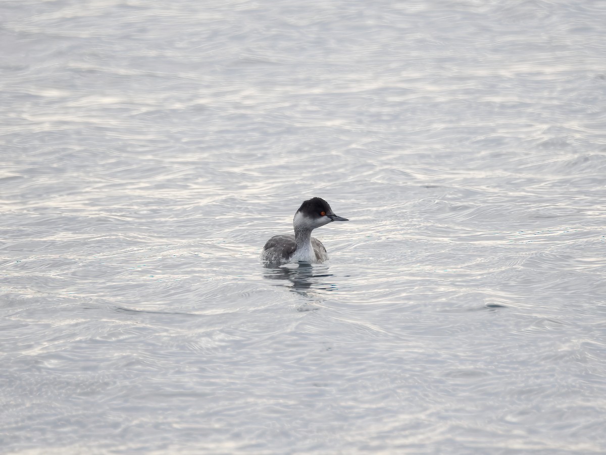 Пірникоза чорношия - ML645707013