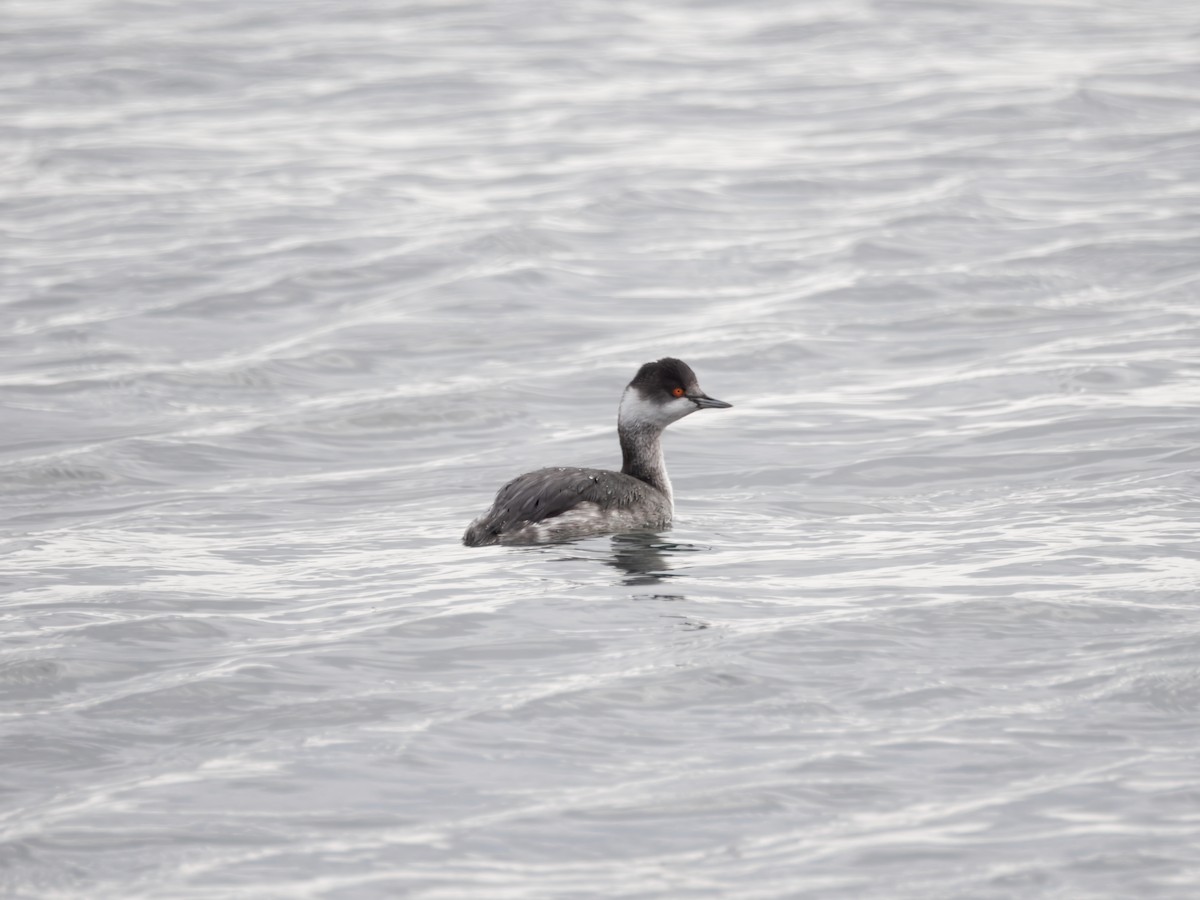 Пірникоза чорношия - ML645707014